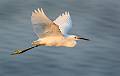 image by Kirms Photography Snowy Egret-16